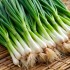Green Onion - 1Doz (12CT)/Pack