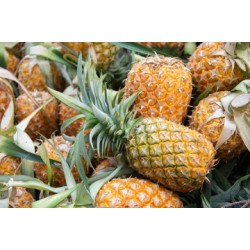 Pineapple - 25LB/Case