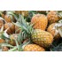 Pineapple - 25LB/Case