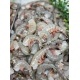 21-25 Ecuador Shrimp - 50LB/Case