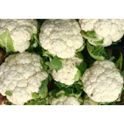 Cauliflower -16-heads/Case