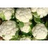 Cauliflower -16-heads/Case