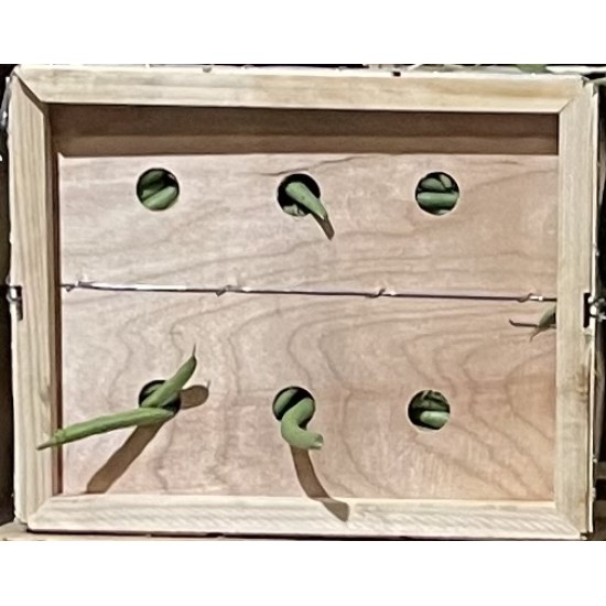 String Bean / Wood Box