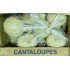 Cantaloup - 6-12 Pcs/Case