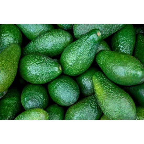 Avocado Green -60CT/Case