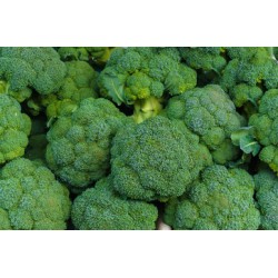 Broccoli (Phoenix) / Case