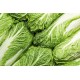 Cabbage Napa Whole Fresh 40LB/Case