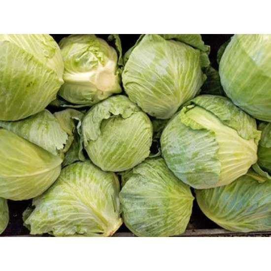 Cabbage Green Whole-14-16CT/Sack