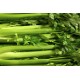 Celery Fresh 24CT/Case