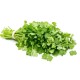 Cilantro Fresh 55-60CT/Case