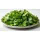Cilantro Fresh Half Case 25-30CT/Case