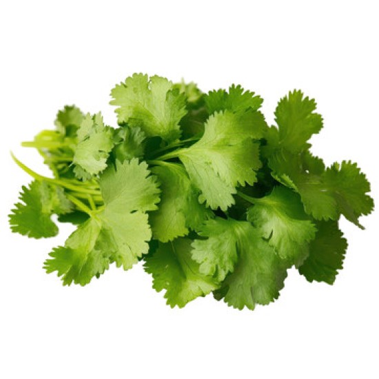 Cilantro Fresh 55-60CT/Case