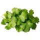 Cilantro Fresh 55-60CT/Case