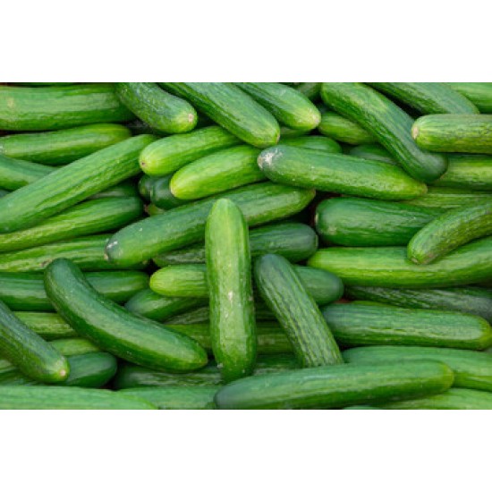 Cucumber Fresh Super Select / Case