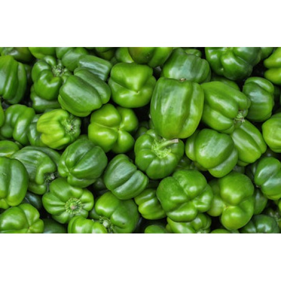 Pepper Bell Green-20-25LBs/Case