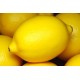 Lemon Yellow Fresh 200CT/Case