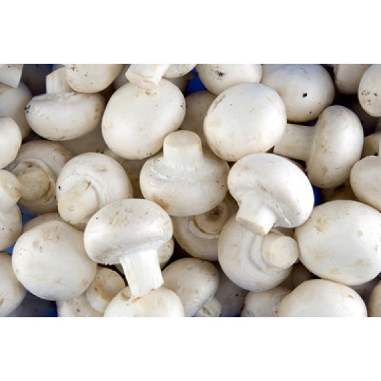 Mushrooms Fresh 10LB/ Case