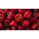 Pepper Bell Red 20-25LB/Case