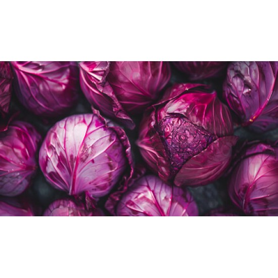 Cabbage Red Whole Fresh 14-16CT/Case