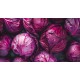 Cabbage Red Whole Fresh 14-16CT/Case