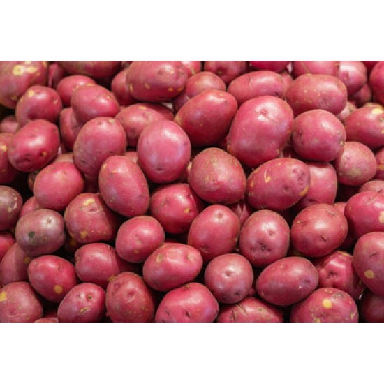 Potato Red-- - 50LB/Case