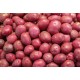Potato Red-- - 50LB/Case