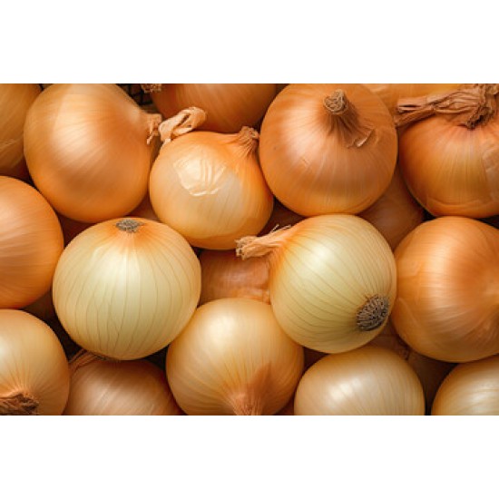 Onion Yellow Jumbo-50LB/Bag