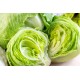 Lettuce Fresh Iceberg-24CT/Case