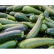 Zucchini Green Fresh 15LB/Case
