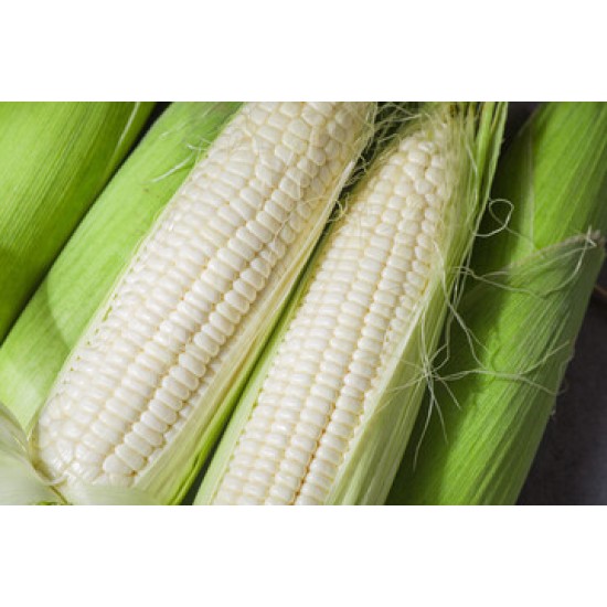 Corn, White/Case