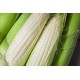 Corn, White/Case