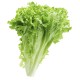 Lettuces, Green Leaf / Case
