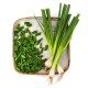 Onions, Green / Case