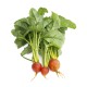 Beets, Gold with Tops/Case