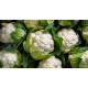 Cauliflower/Case