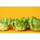 Lettuces, Boston / Case