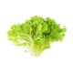 Lettuces, Frisee / Case