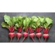 Beets, Gold with Tops/Case