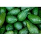 Avocado-60CT/Case